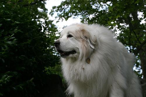 https://images.dog.ceo/breeds/pyrenees/n02111500_4678.jpg