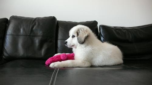 https://images.dog.ceo/breeds/pyrenees/n02111500_4687.jpg