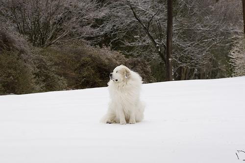 https://images.dog.ceo/breeds/pyrenees/n02111500_4731.jpg