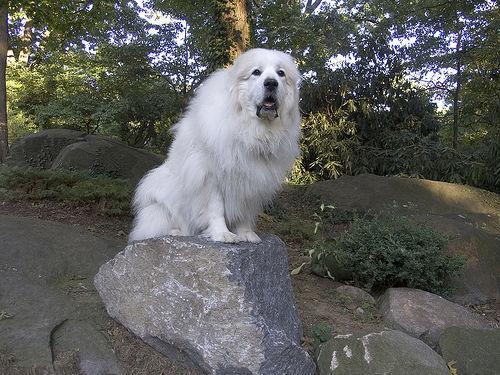 https://images.dog.ceo/breeds/pyrenees/n02111500_474.jpg