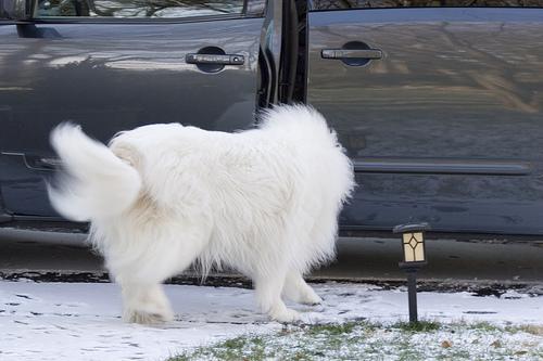 https://images.dog.ceo/breeds/pyrenees/n02111500_4758.jpg