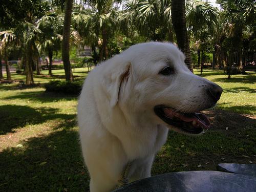 https://images.dog.ceo/breeds/pyrenees/n02111500_4851.jpg