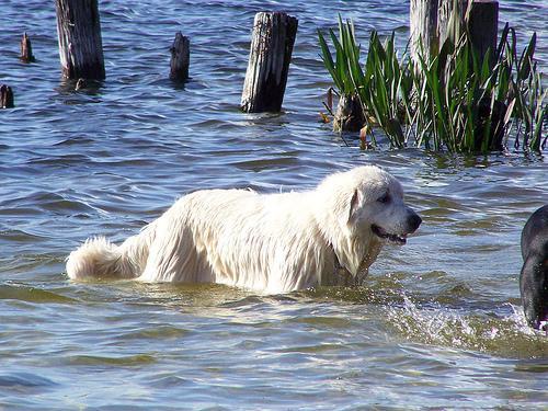 https://images.dog.ceo/breeds/pyrenees/n02111500_4854.jpg