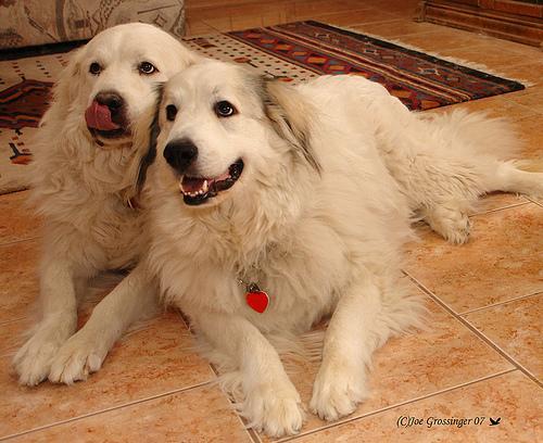 https://images.dog.ceo/breeds/pyrenees/n02111500_4908.jpg