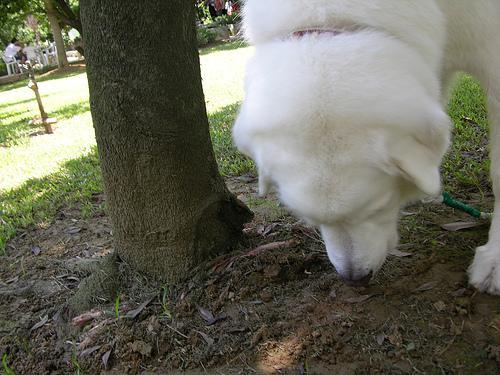 https://images.dog.ceo/breeds/pyrenees/n02111500_5004.jpg