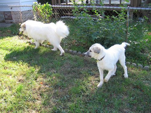 https://images.dog.ceo/breeds/pyrenees/n02111500_5042.jpg