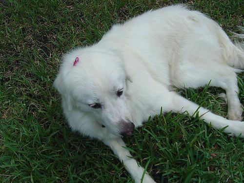 https://images.dog.ceo/breeds/pyrenees/n02111500_5043.jpg