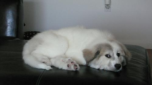 https://images.dog.ceo/breeds/pyrenees/n02111500_5057.jpg