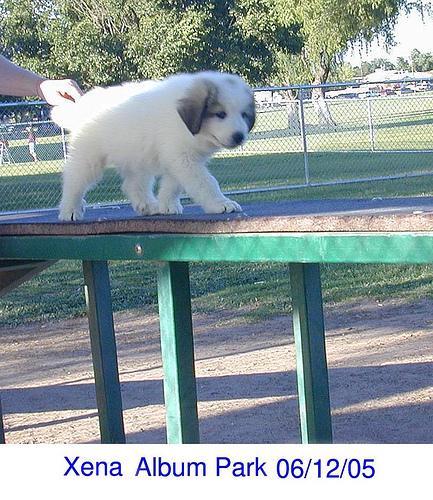 https://images.dog.ceo/breeds/pyrenees/n02111500_514.jpg