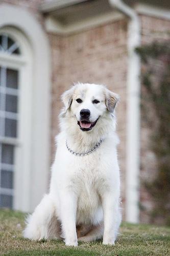 https://images.dog.ceo/breeds/pyrenees/n02111500_5225.jpg