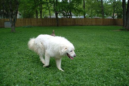 https://images.dog.ceo/breeds/pyrenees/n02111500_5346.jpg