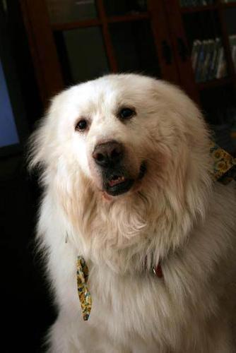 https://images.dog.ceo/breeds/pyrenees/n02111500_5525.jpg