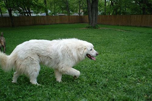 https://images.dog.ceo/breeds/pyrenees/n02111500_5599.jpg