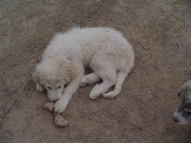 https://images.dog.ceo/breeds/pyrenees/n02111500_5675.jpg