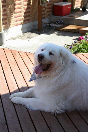 https://images.dog.ceo/breeds/pyrenees/n02111500_5812.jpg