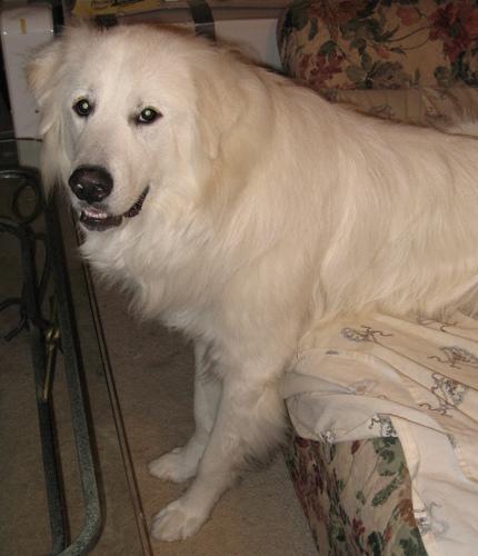 https://images.dog.ceo/breeds/pyrenees/n02111500_5897.jpg