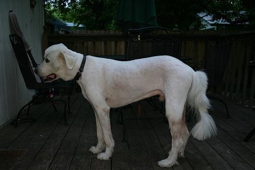 https://images.dog.ceo/breeds/pyrenees/n02111500_5935.jpg