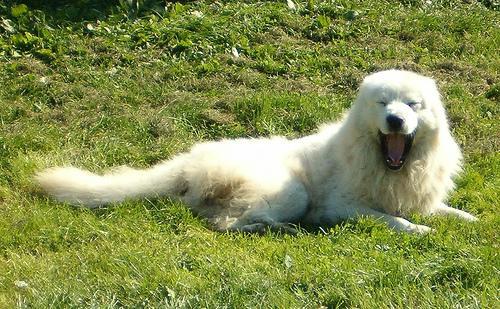 https://images.dog.ceo/breeds/pyrenees/n02111500_6227.jpg