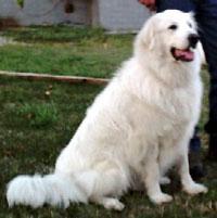 https://images.dog.ceo/breeds/pyrenees/n02111500_6289.jpg