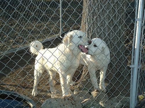 https://images.dog.ceo/breeds/pyrenees/n02111500_6338.jpg