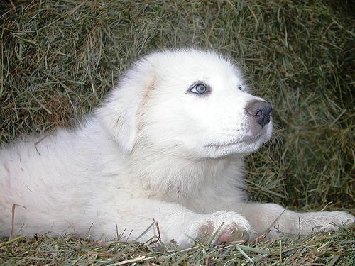 https://images.dog.ceo/breeds/pyrenees/n02111500_6401.jpg