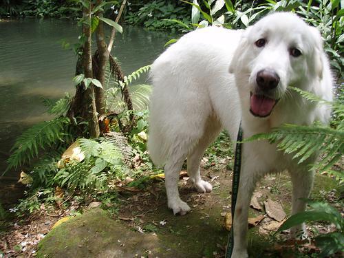 https://images.dog.ceo/breeds/pyrenees/n02111500_6461.jpg