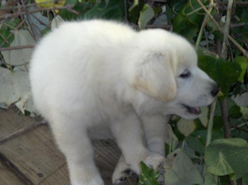 https://images.dog.ceo/breeds/pyrenees/n02111500_655.jpg