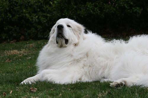 https://images.dog.ceo/breeds/pyrenees/n02111500_6769.jpg