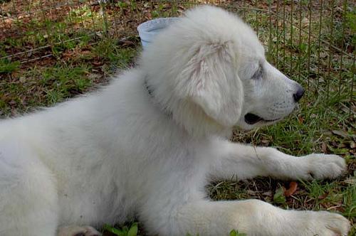 https://images.dog.ceo/breeds/pyrenees/n02111500_6792.jpg