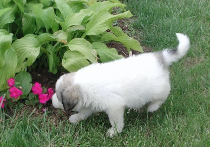 https://images.dog.ceo/breeds/pyrenees/n02111500_6835.jpg