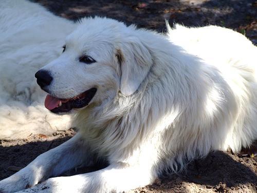 https://images.dog.ceo/breeds/pyrenees/n02111500_6857.jpg