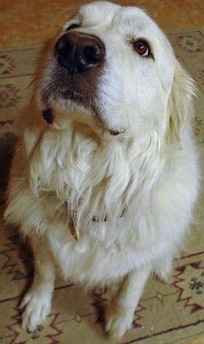 https://images.dog.ceo/breeds/pyrenees/n02111500_7006.jpg