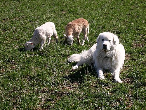 https://images.dog.ceo/breeds/pyrenees/n02111500_7080.jpg