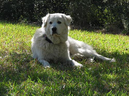 https://images.dog.ceo/breeds/pyrenees/n02111500_7218.jpg