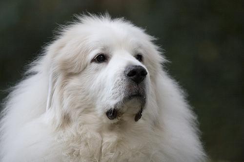 https://images.dog.ceo/breeds/pyrenees/n02111500_7324.jpg