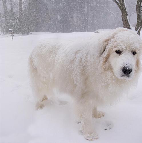 https://images.dog.ceo/breeds/pyrenees/n02111500_7387.jpg