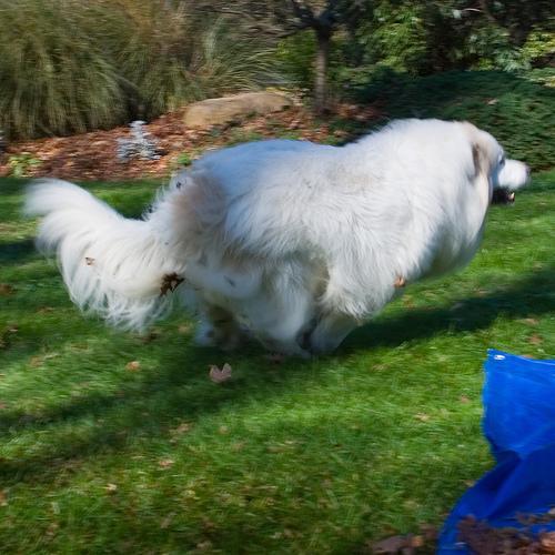 https://images.dog.ceo/breeds/pyrenees/n02111500_7398.jpg