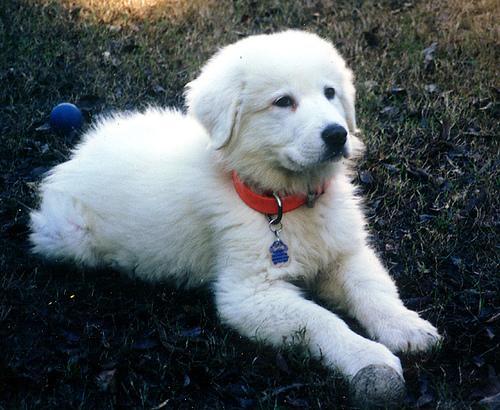 https://images.dog.ceo/breeds/pyrenees/n02111500_7444.jpg