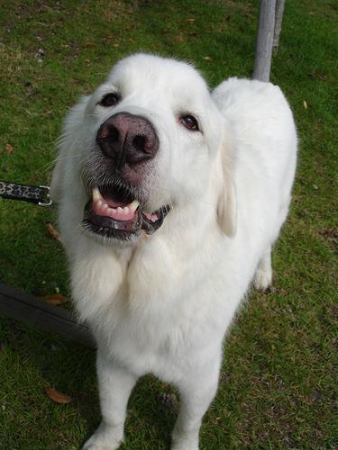 https://images.dog.ceo/breeds/pyrenees/n02111500_7591.jpg