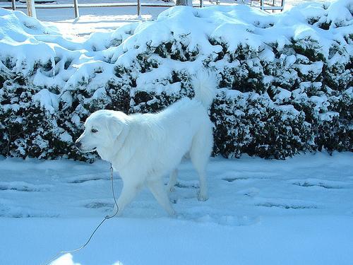 https://images.dog.ceo/breeds/pyrenees/n02111500_7655.jpg