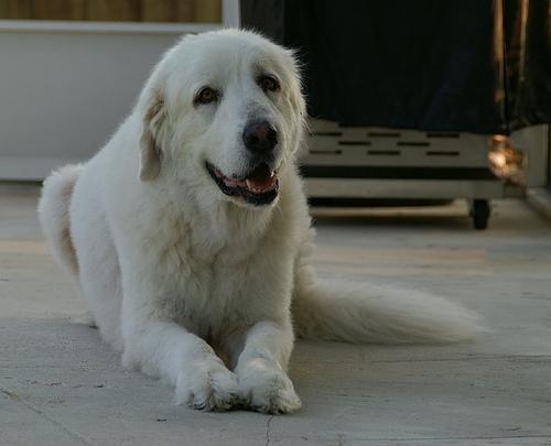 https://images.dog.ceo/breeds/pyrenees/n02111500_7770.jpg