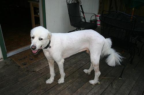 https://images.dog.ceo/breeds/pyrenees/n02111500_7935.jpg