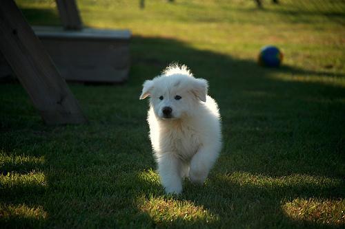 https://images.dog.ceo/breeds/pyrenees/n02111500_7983.jpg