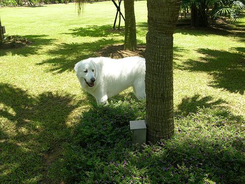 https://images.dog.ceo/breeds/pyrenees/n02111500_7987.jpg