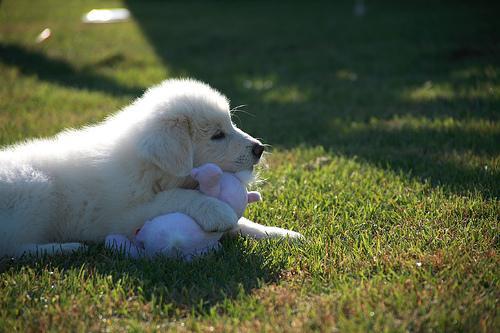 https://images.dog.ceo/breeds/pyrenees/n02111500_8042.jpg