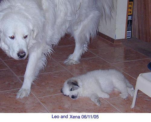 https://images.dog.ceo/breeds/pyrenees/n02111500_8178.jpg