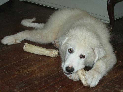 https://images.dog.ceo/breeds/pyrenees/n02111500_8209.jpg