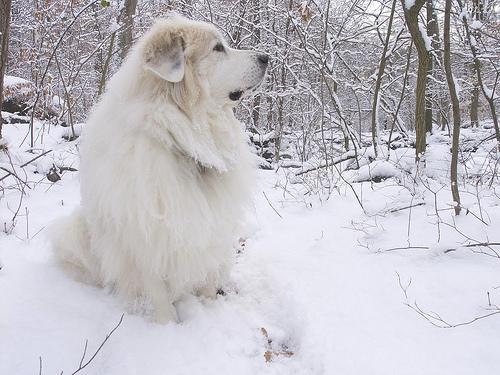 https://images.dog.ceo/breeds/pyrenees/n02111500_8319.jpg