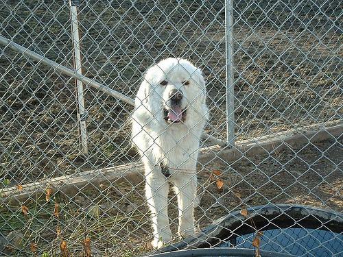 https://images.dog.ceo/breeds/pyrenees/n02111500_8397.jpg