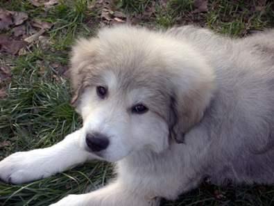 https://images.dog.ceo/breeds/pyrenees/n02111500_8575.jpg